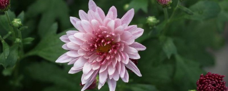 四季菊花是四季开花吗