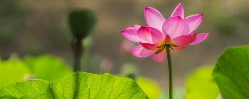 夏天开的花有哪些花朵 夏天开的花有哪些花朵