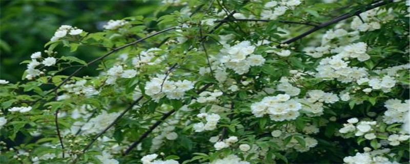 木香花种植方法 木香花种植方法