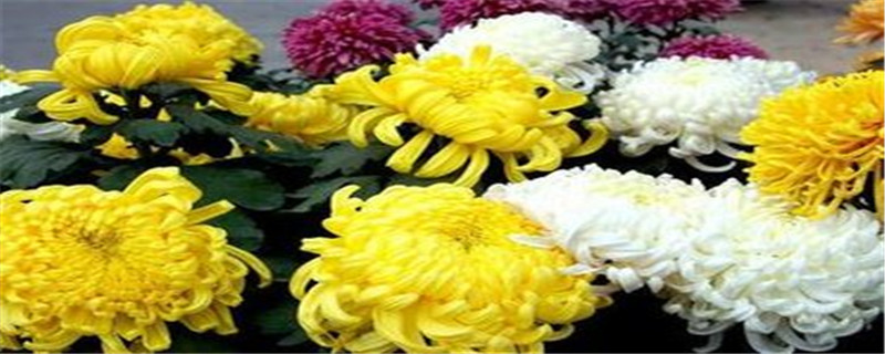 菊花的结构