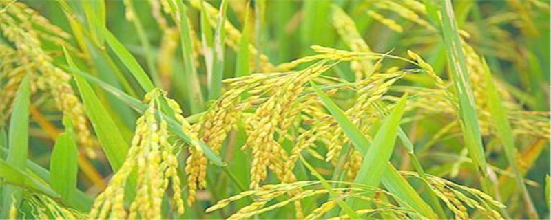 水稻收割时间 水稻收割时间