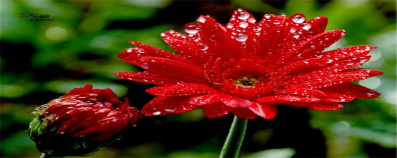 弗朗花花语 弗朗花花语