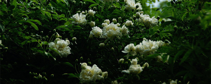 木香花几月种植