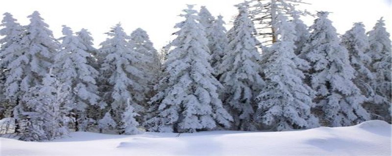 雪松的寓意