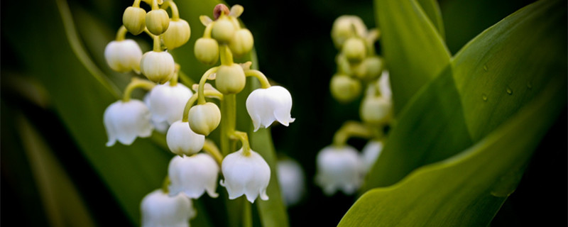 铃兰花有毒吗