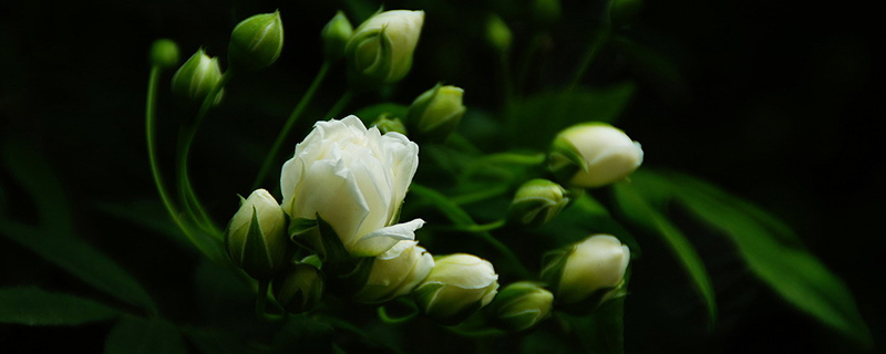 木香花什么时候开