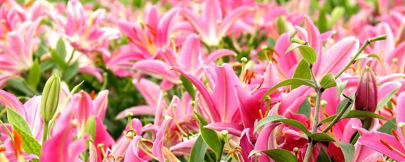 百合花什么时候种 百合花什么时候种