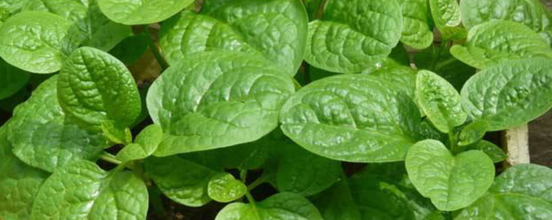 木耳菜是什么菜 木耳菜是什么菜