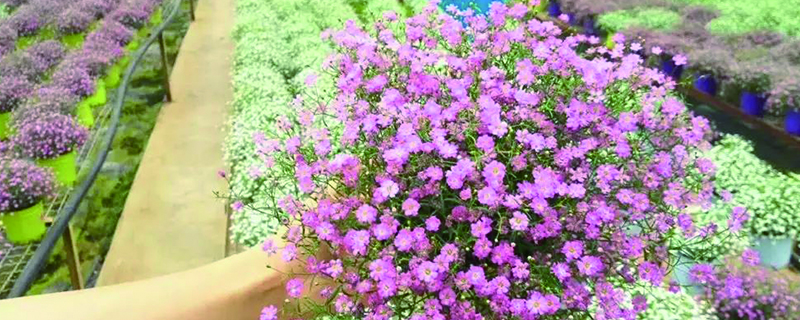 红花满天星盆栽怎么养 红花满天星盆栽怎么养