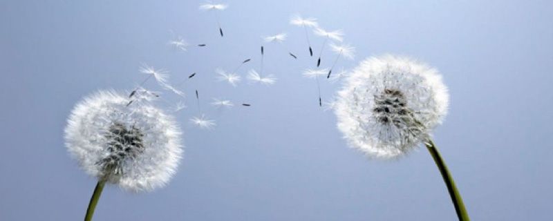 蒲公英的叶子像什么 蒲公英的叶子像什么