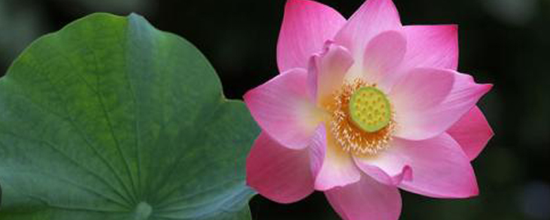 莲花什么时间开