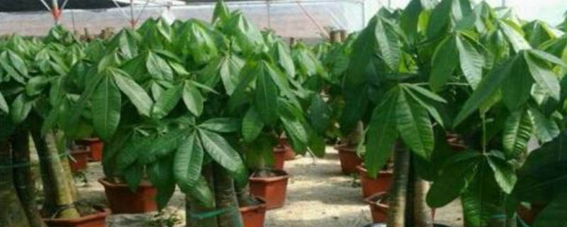 适合室内养的大型植物