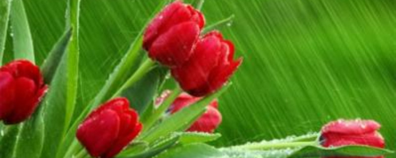 玫瑰花怎么养久一点 玫瑰花怎么养久一点