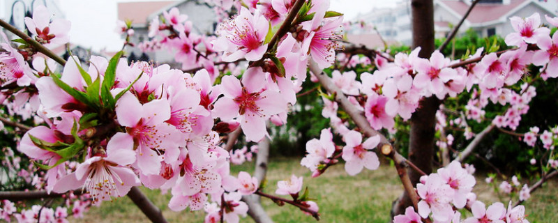 桃花的花语是什么意思