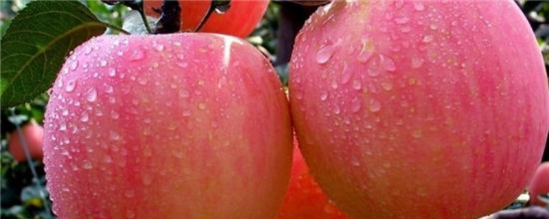 苹果是什么季节的