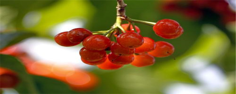 樱桃在什么季节成熟 樱桃在什么季节成熟