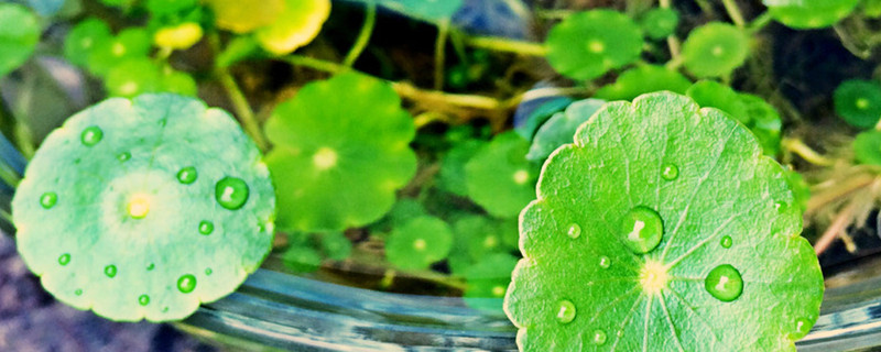 水生植物生长需要什么条件