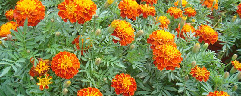 孔雀草花语 孔雀草花语