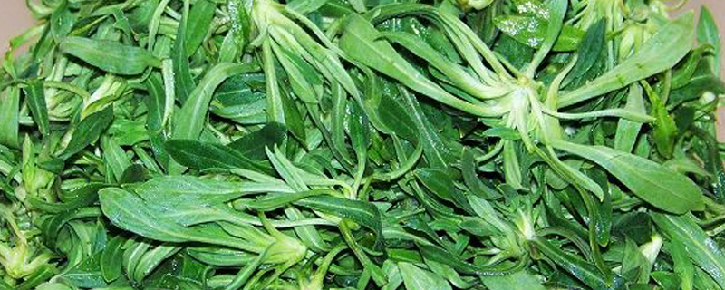 面条菜又叫什么名字
