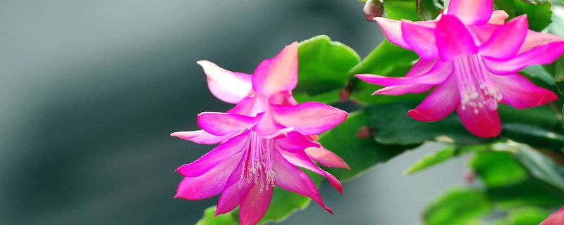 蟹爪兰什么季节种好些 蟹爪兰什么季节种好些