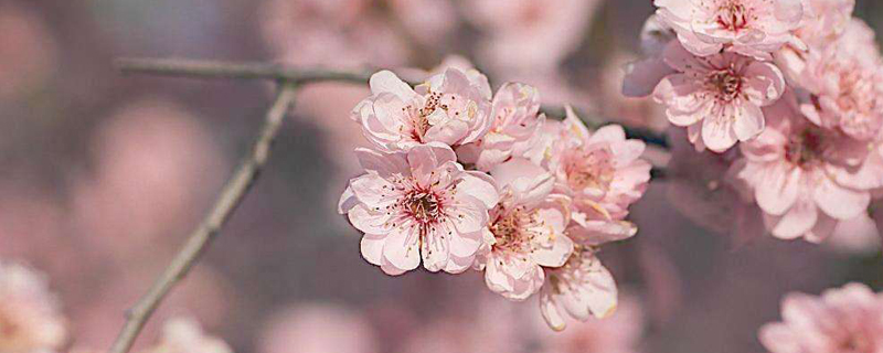 梅花盆栽夏天什么样子