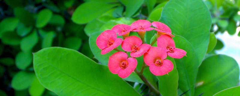 刺梅花长什么样