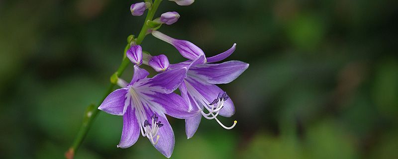 玉簪花是什么时候开花