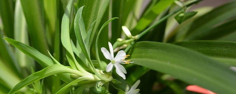 促进花发芽用什么肥 促进花发芽用什么肥