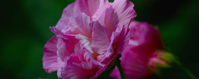 芙蓉花开花什么样 芙蓉花开花什么样