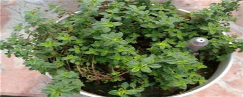 驱蚊花是什么样子 驱蚊花是什么样子