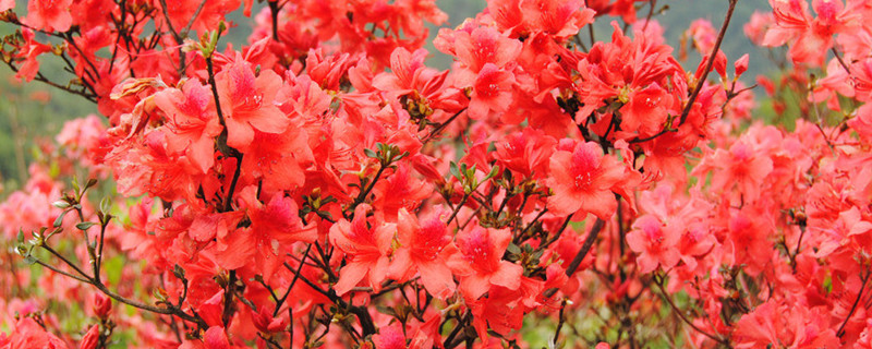 映山红花为什么叫杜鹃花 映山红花为什么叫杜鹃花