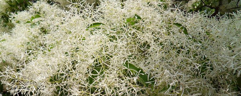 六月雪花语是什么