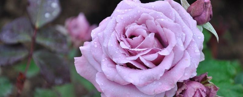 盆栽什么花好养 盆栽什么花好养