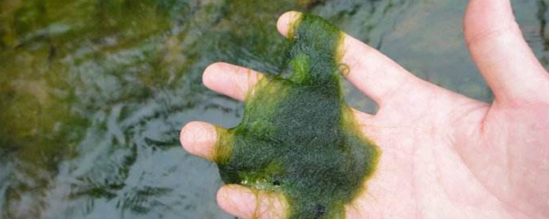 水绵是什么植物