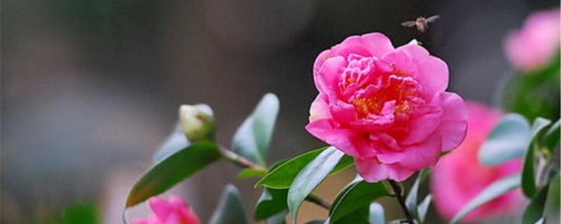 山茶花为什么掉叶子