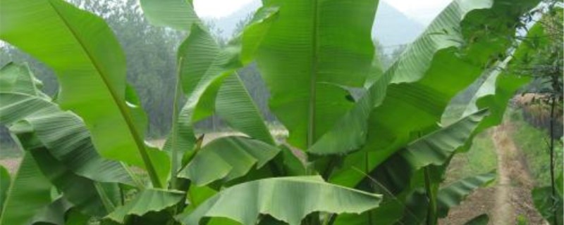 种植芭蕉需注意什么 种植芭蕉需注意什么