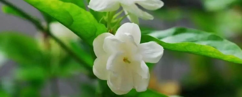 茉莉花什么时候修剪 茉莉花什么时候修剪