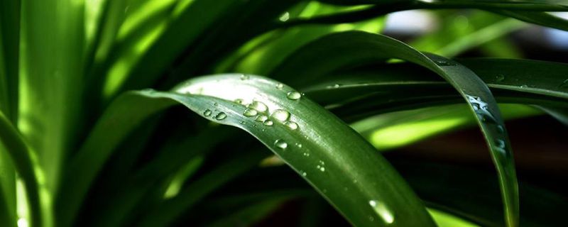 吊兰是水生植物吗 吊兰是水生植物吗