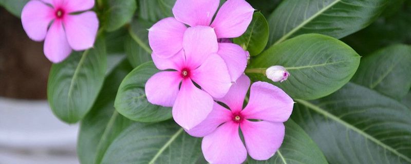 长春花释放有毒气体吗