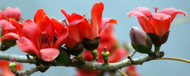 木棉花有什么特点