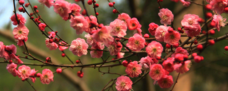 红梅花期多久 红梅花期多久