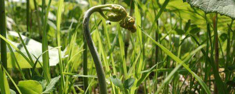 蕨菜是什么菜