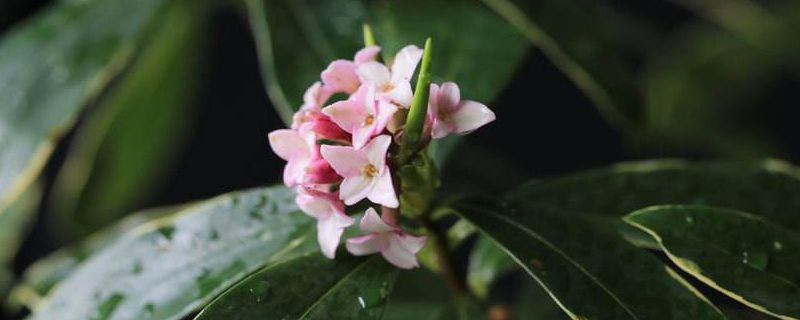 瑞香的花语是什么 瑞香的花语是什么