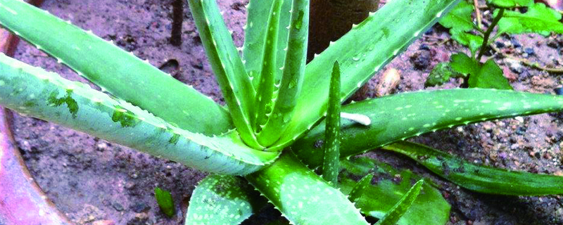 怎样种植植物 怎样种植植物
