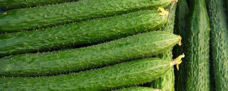 这个季节种什么菜合适 这个季节种什么菜合适