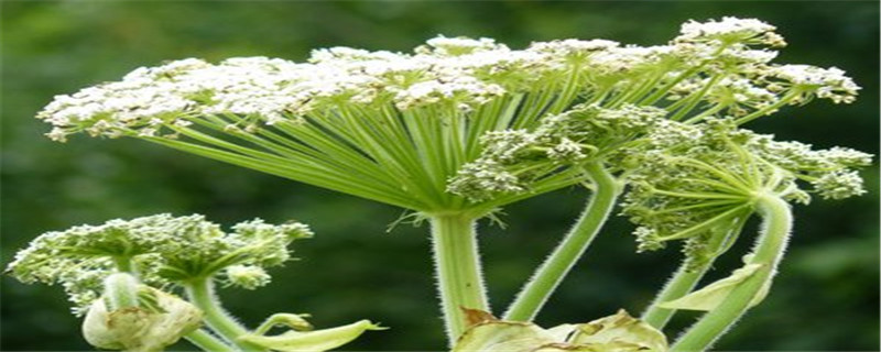 白芷种植技术及亩收益