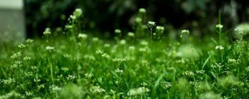 泥胡菜和伪泥胡菜区别 泥胡菜和伪泥胡菜区别