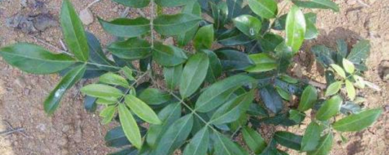 牛大力剪枝要点 牛大力剪枝要点