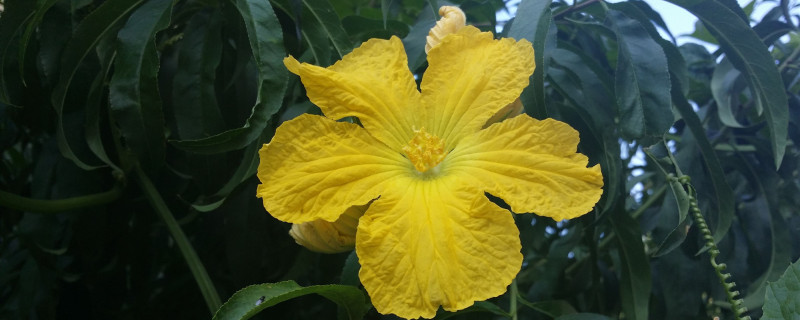 丝瓜花几点开花 丝瓜花几点开花
