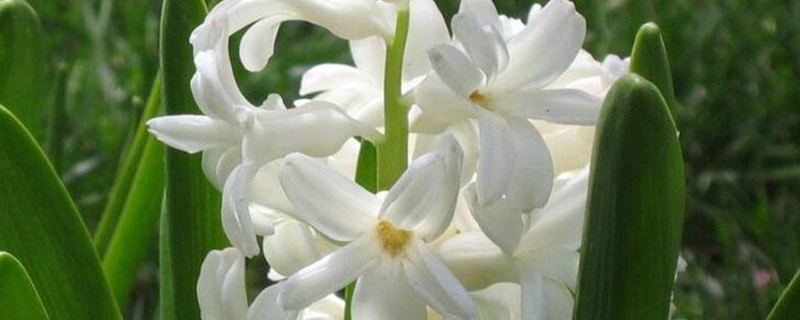 白色风信子花语